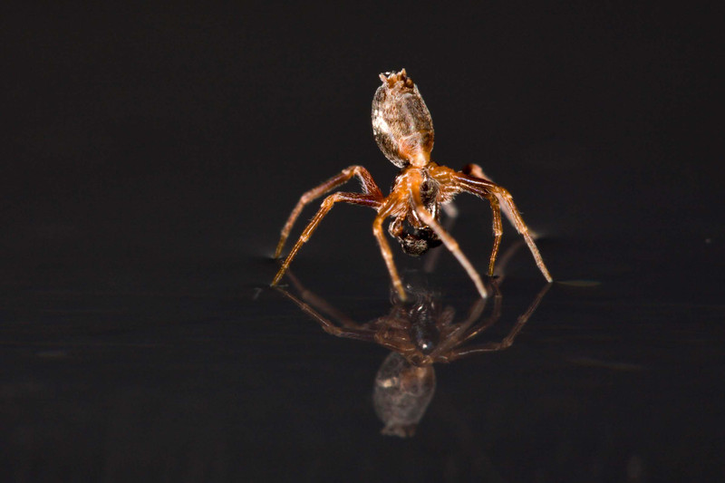 Una araña en el agua- Alexander Hyde