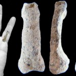 Hallado el hueso más antiguo de una mano moderna