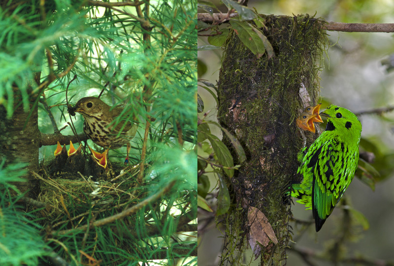 El crecimiento de las aves tropicales depende del riesgo de depredación