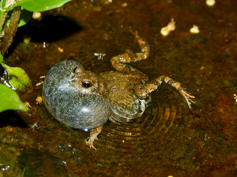 La hembra de una especie de rana no siempre elige al macho más atractivo