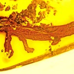 La primera salamandra en ámbar de hace más de 20 millones de años