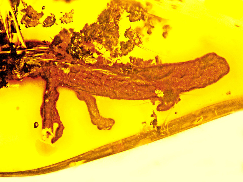 La primera salamandra en ámbar de hace más de 20 millones de años
