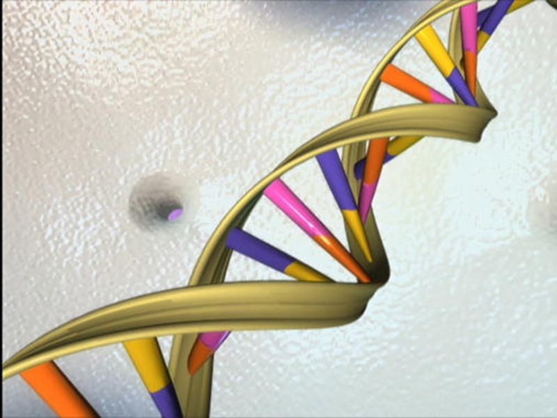 Las variaciones del ADN revelan el linaje genético humano