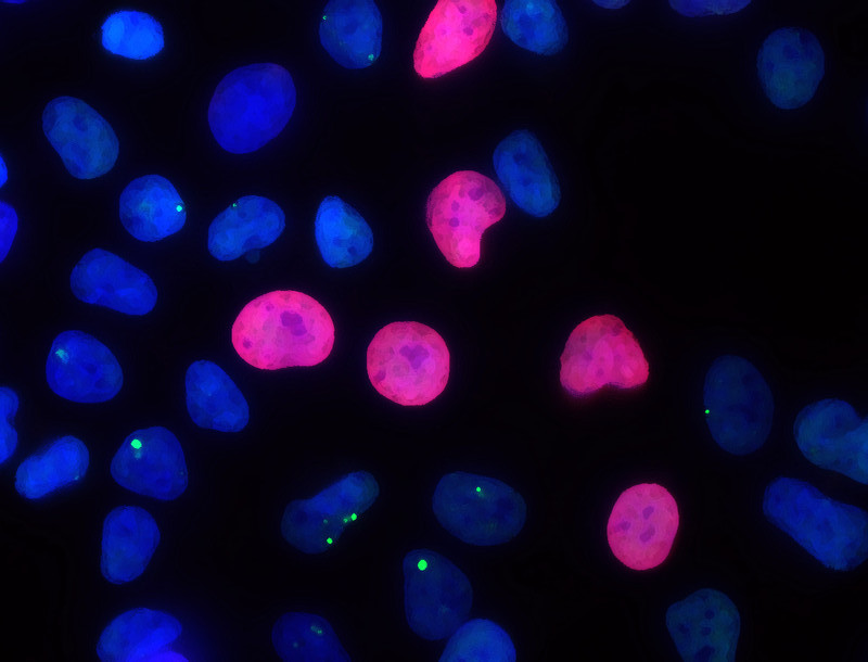 Logran generar en el laboratorio células madre potencialmente más seguras