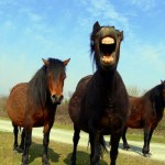 Los caballos y los seres humanos comparten expresiones faciales