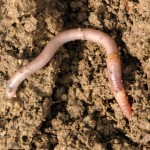 Los científicos resuelven el misterio de la digestión de la lombriz de tierra