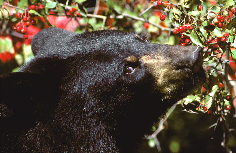 Los osos negros de Yosemite prefieren las plantas a la comida de los humanos