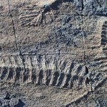 Nuevos fósiles revelan cómo se reproducían los organismos ediacáricos