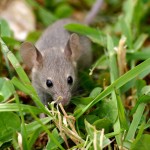 Ratones y plantas comparten un mecanismo de control en la división celular