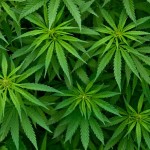 Realizan el primer gran estudio genético de las plantas de marihuana y cáñamo