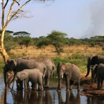 Sin los humanos, todo el planeta podría parecerse al Serengueti