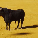 El toro de lidia tiene una información genética en el cromosoma Y única en el mundo