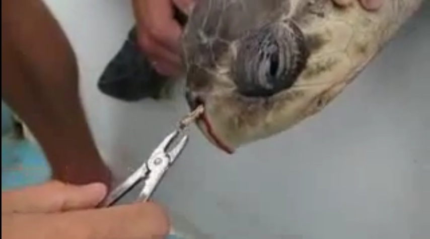 Así perjudica la contaminación a las tortugas marinas (VIDEO)