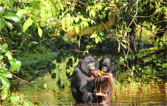 Los bonobos emiten sonidos parecidos a los de los bebés humanos