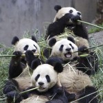 Los pandas tienen un ritmo vital único entre los animales