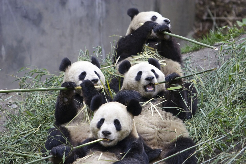 Grupo de pandas gigante comiendo bambú