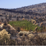 Barreras verdes de cipreses podrían reducir el riesgo de inicio de incendios