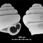Descubren el caracol terrestre más pequeño del mundo