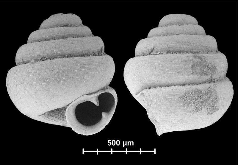 Descubren el caracol terrestre más pequeño del mundo