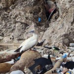 El 99% de las aves marinas habrá ingerido plásticos en 2050