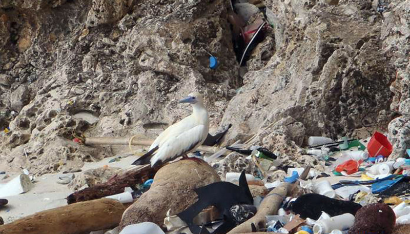 El 99% de las aves marinas habrá ingerido plásticos en 2050