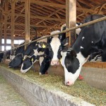 Patentan tecnología de alimentos para ganado a partir de desechos