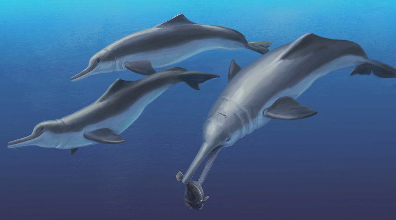 Hallada una nueva especie fósil de delfín de río en Panamá