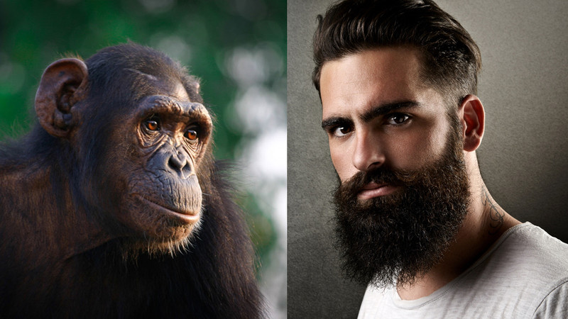 La cara humana y la de un chimpancé difieren por la expresión génica