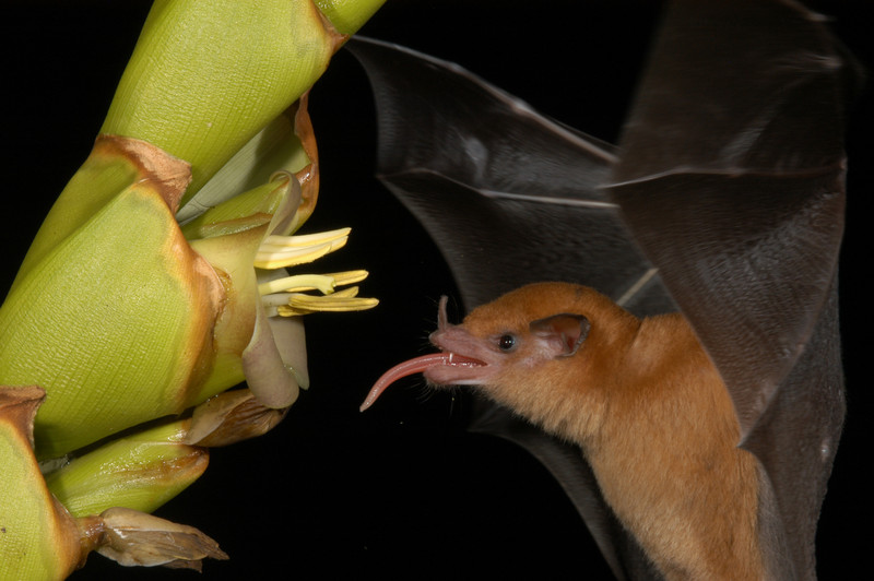 La lengua de un murciélago se adapta para bombear néctar