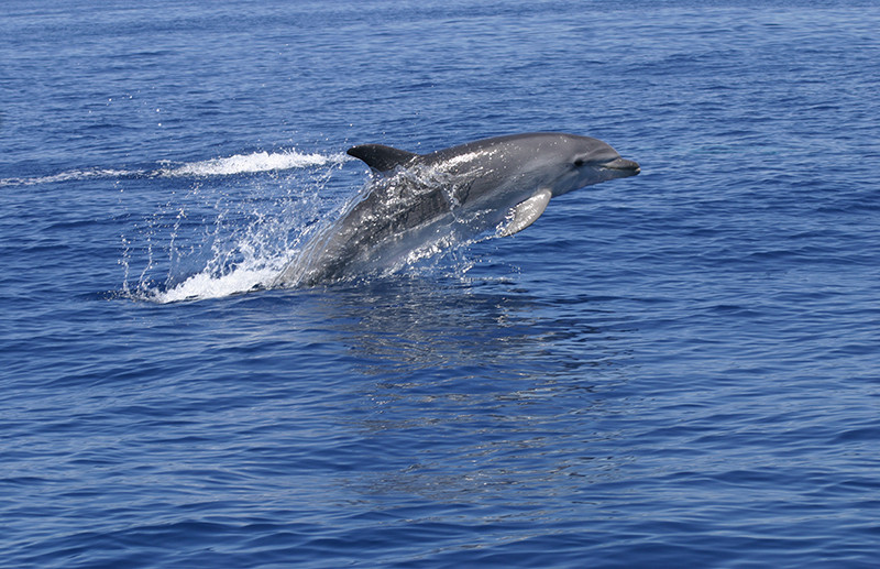 Las actividades de recreo en áreas protegidas perjudican al delfín mular