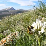 Los abejorros se adaptan a la disminución de las flores