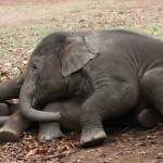 Los elefantes de madres estresadas envejecen antes y tienen menos crías