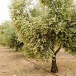 Un riego deficitario es benéfico para la producción de los olivares