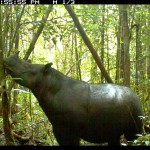 Un último intento para evitar la extinción del rinoceronte de Sumatra