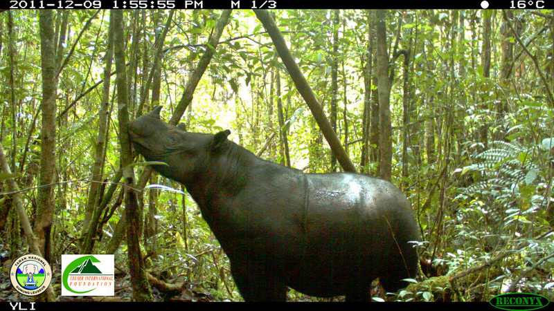 Un último intento para evitar la extinción del rinoceronte de Sumatra