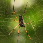 ¿Cómo evoluciona la microestructura de la seda de araña?