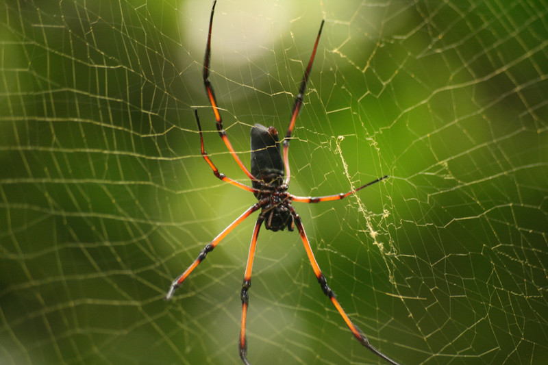 Araña de la especie Nephila inaurata. / M.Schneider&C.Aistleitner