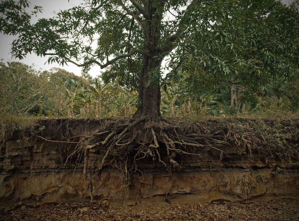 Árbol de mango y sus raíces- Aaron Escobar