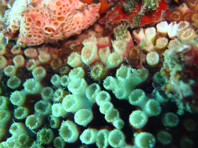 Arrecifes en el Mediterráneo- UAB, MEDSEA