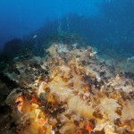 Por la acción del hombre: Los bosques de algas kelp sustituyen a los corales en el Mediterráneo