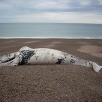Algas tóxicas tras el misterio de las muertes de ballenas en Argentina