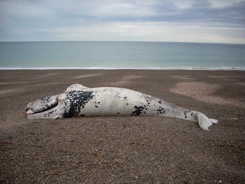 Cría de ballena varada en la península Valdés, al sur de Argentina- Andrea Chirife (Southern Right Whale Health Monitoring Program)