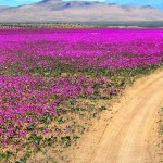 ¿Un desierto cubierto de flores?. Atacama se viste de malva