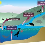 El declive de la megafauna interrumpe el ciclo de nutrientes