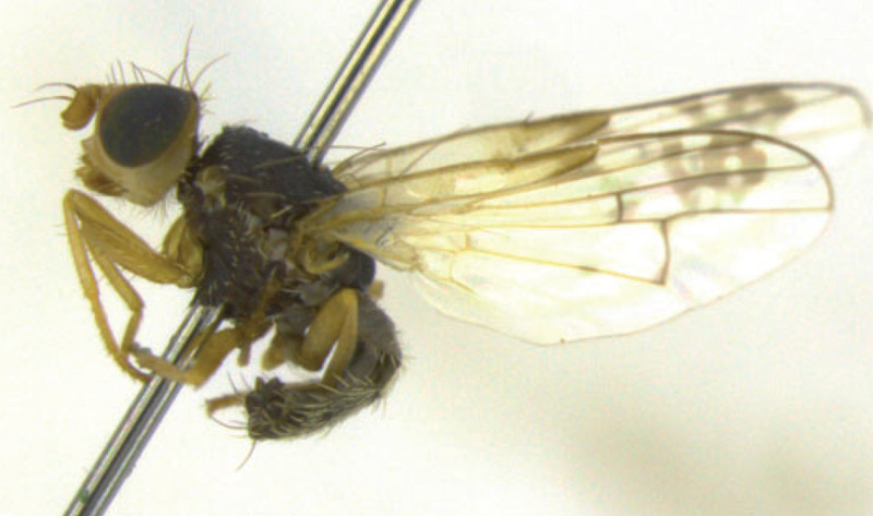 Identifican tres nuevas especies de mosca de la fruta