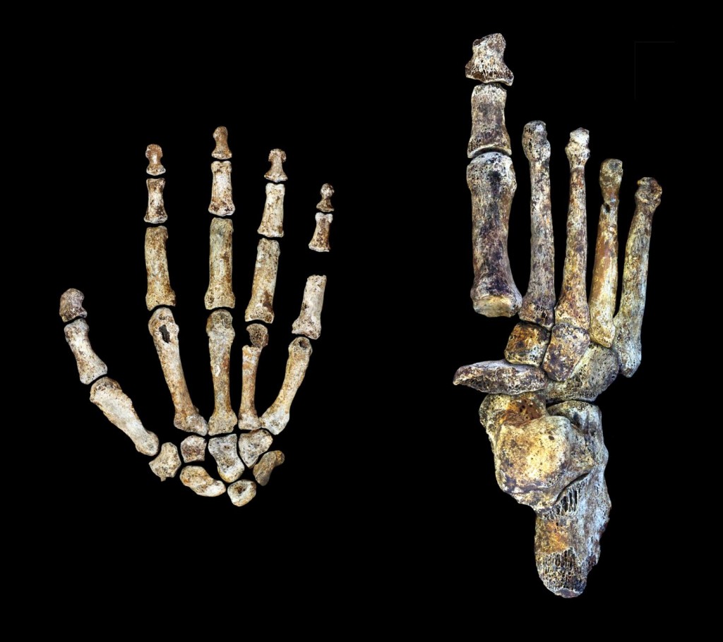 Mano y pie del Homo naledi- Peter Schmid y William Harcourt Smith, Wits University