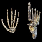 El ‘Homo naledi’, un hominido andarín con manos modernas