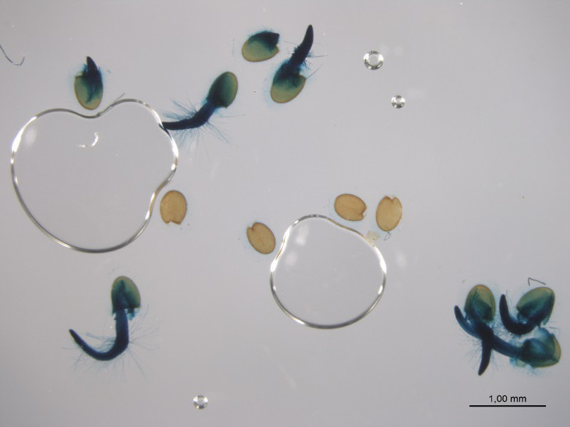 ABI5 en semillas en germinación, usando el reportador GUS (color azul) / Ó. Lorenzo.