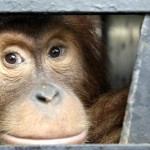 La mirada hacia la libertad de un orangután de Sumatra