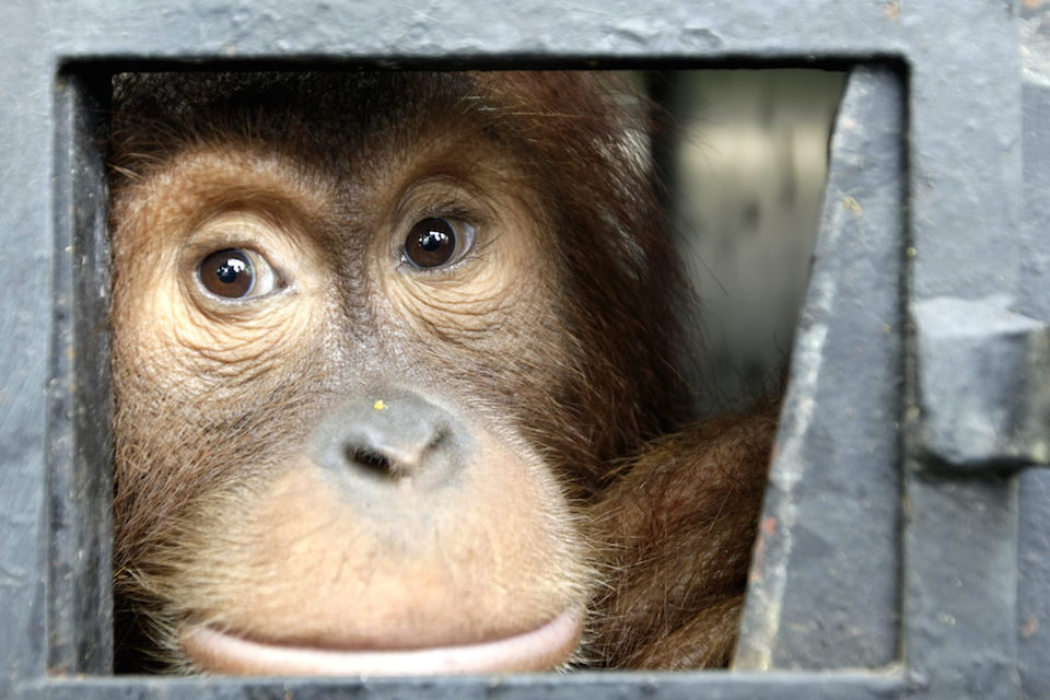 Orangután de Sumatra antes de ser puesto en libertad- Hotli Simanjuntak, EFE